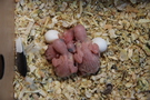 130905 --- R29, R30, R31 och R32 samt ägg